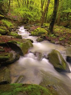 1185 Green Forest By A River